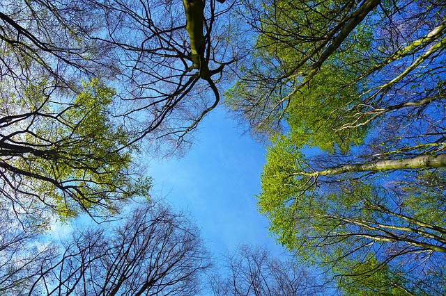 BASK to provide free trees in celebration of National Arbor Day