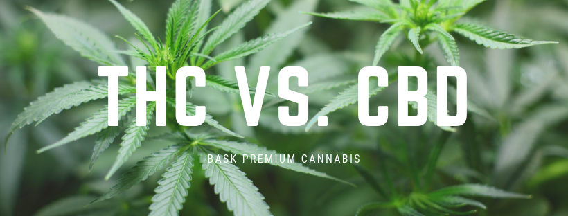 THC vs CBD