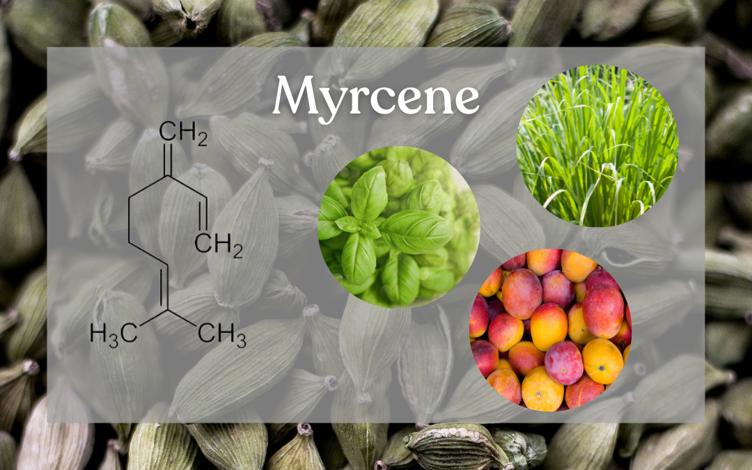 Myrcene Body