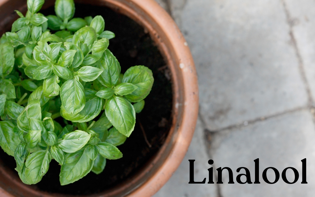 Terpene of the Month Linalool Bask, Inc.